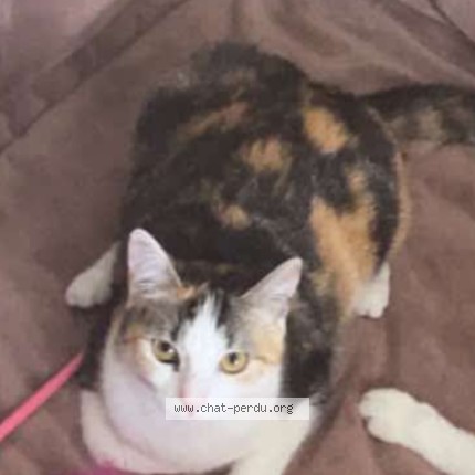 Foto de un gato reunido en Xeuilley