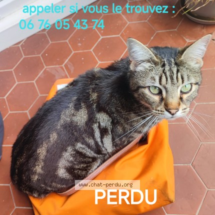 Foto de un gato reunido en Ramonville Saint Agne