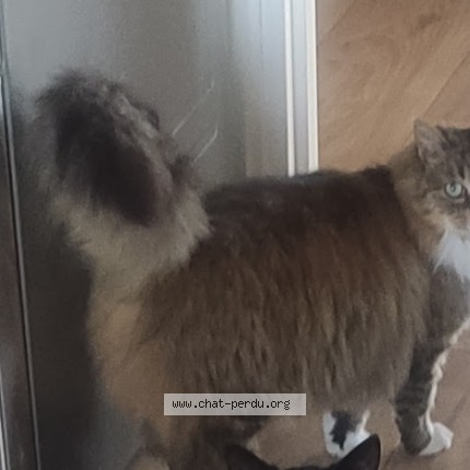 Foto de un gato reunido en Hillion