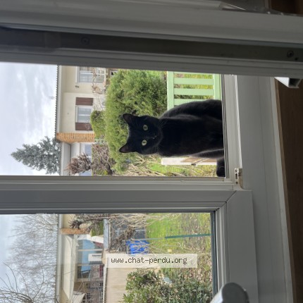 Foto de un gato reunido en Charnay Les Macon