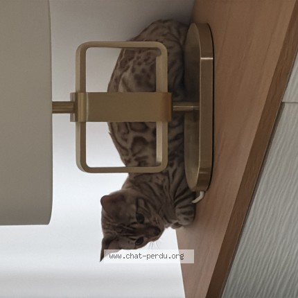 Foto de un gato reunido en Goussainville
