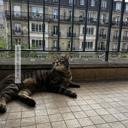Foto de un gato reunido en Paris