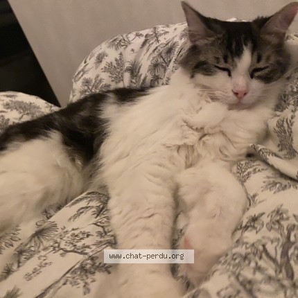 Foto de un gato reunido en Reichstett