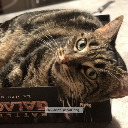 Foto de un gato reunido en Ermont