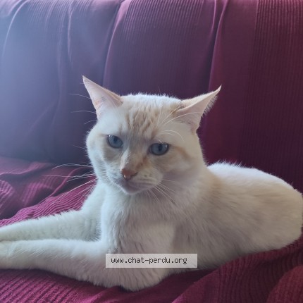 Foto de un gato reunido en Pont L Abbe