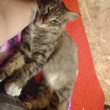 tom
