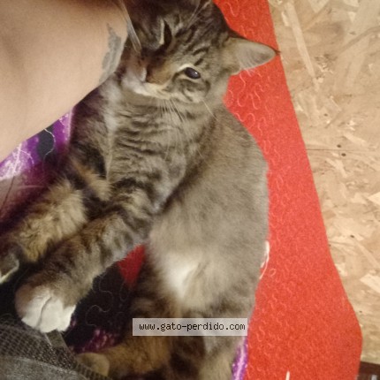 Foto 1/1 tom Gato perdido en Rancagua