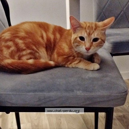 Foto de un gato reunido en Le Havre