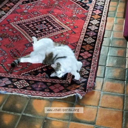 Foto de un gato reunido en Faulquemont