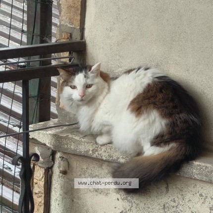 Foto de un gato reunido en Saint Denis