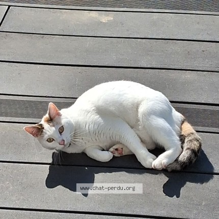 Foto de un gato reunido en Saulcy Sur Meurthe