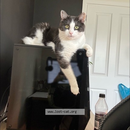 Foto de un gato reunido en Northampton