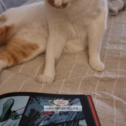 Foto de un gato reunido en Waltenheim Sur Zorn