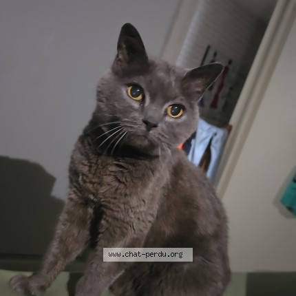 Foto de un gato reunido en Lannoy