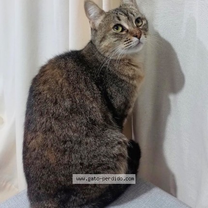 Foto del gato perdido en Ezeiza