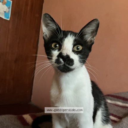 Foto 1/1 vaquita Gato perdido en Villa El Salvador