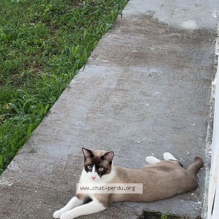 Foto de un gato reunido en Le Gosier