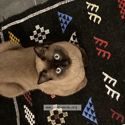 Foto de un gato reunido en Besancon