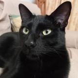 Bogart