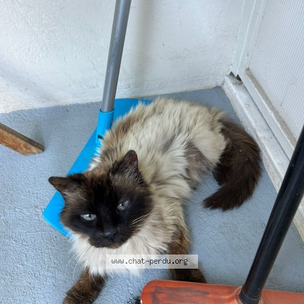 Foto de un gato reunido en Lyon