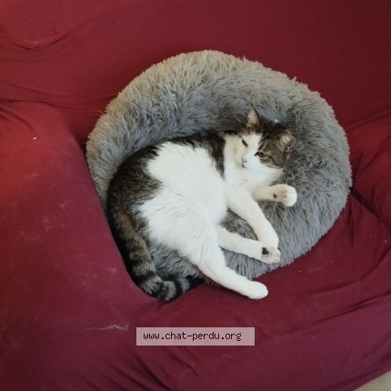 Foto de un gato reunido en Lodeve