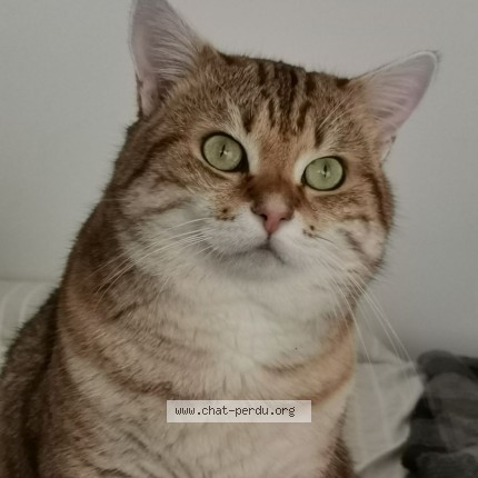 Foto de un gato reunido en Messimy Sur Saone