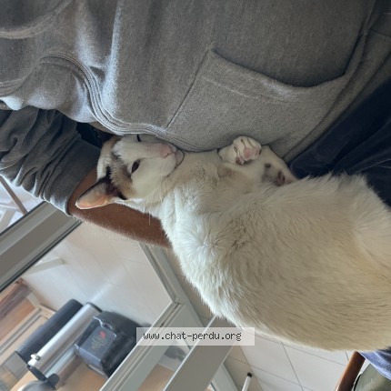 Foto de un gato reunido en Sartrouville