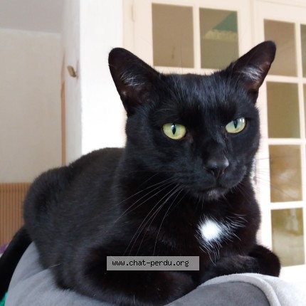 Foto de un gato reunido en Amiens