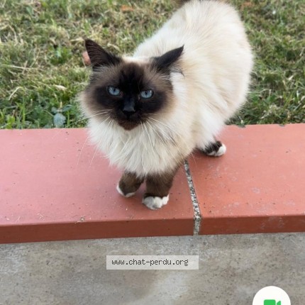 Foto de un gato reunido en Brax