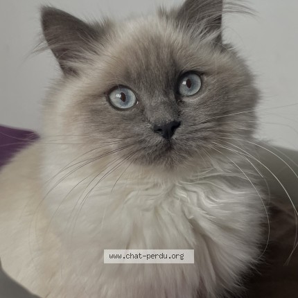 Foto de un gato reunido en Romans Sur Isere