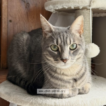 Foto de un gato reunido en Reims