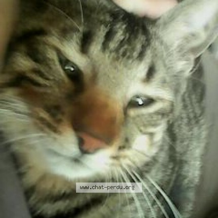 Foto de un gato reunido en Cases De Pene