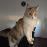 nina