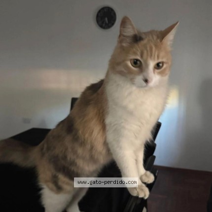 Foto del gato perdido en Cordoba