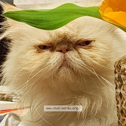 Foto de un gato reunido en Saint Georges Haute Ville