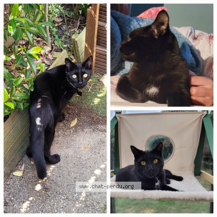 Foto de un gato reunido en Saint Brice Sous Foret