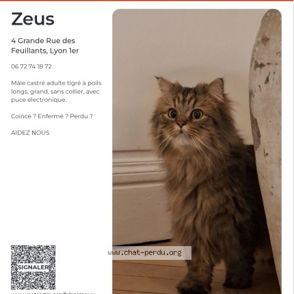 Foto de un gato reunido en Lyon