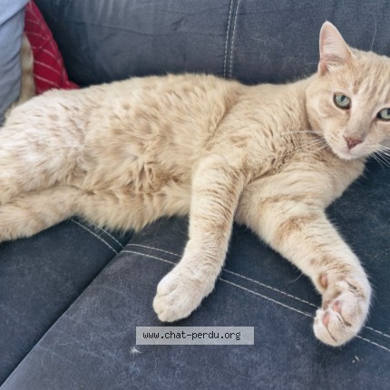 Foto de un gato reunido en Fully