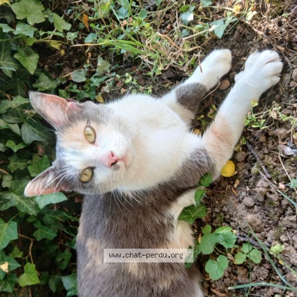 Foto de un gato reunido en Poitiers