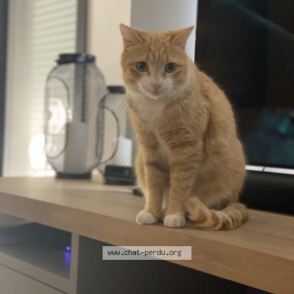 Foto de un gato reunido en Reze