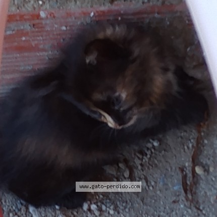 Foto del gato perdido en Achacachi