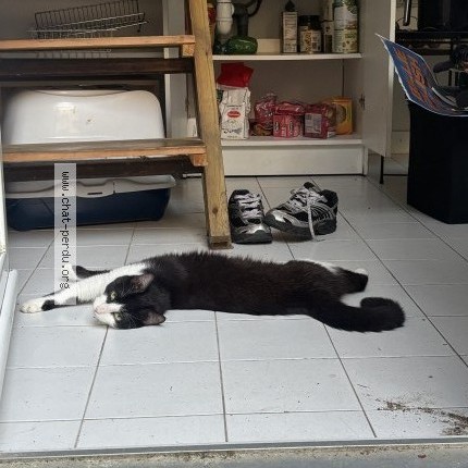 Foto de un gato reunido en Angers