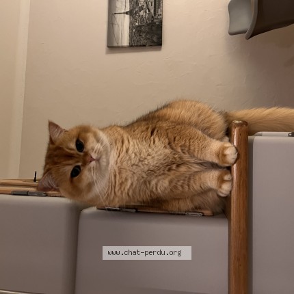 Foto de un gato reunido en Strasbourg