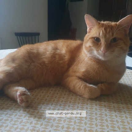 Foto de un gato reunido en Rouen