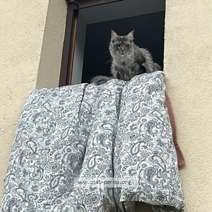 Foto de un gato reunido en Brottes Les Luxeuils