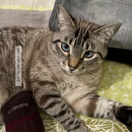 Foto de un gato reunido en Tarbes