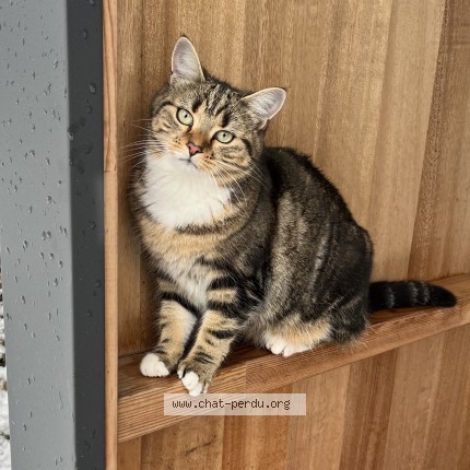 Foto de un gato reunido en Chapeiry