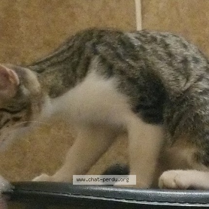 Foto de un gato reunido en Belleme