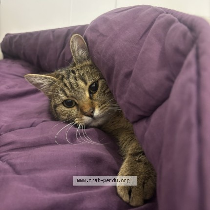 Foto de un gato reunido en Nozay