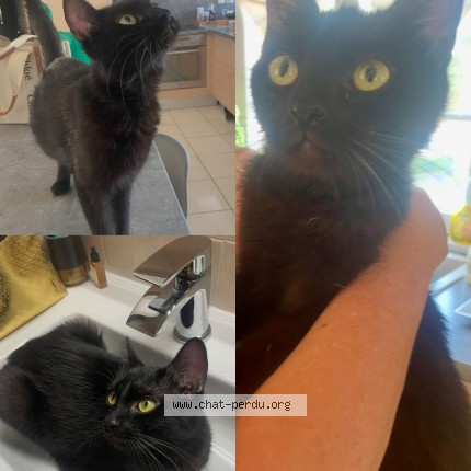 Foto de un gato reunido en Cambrai